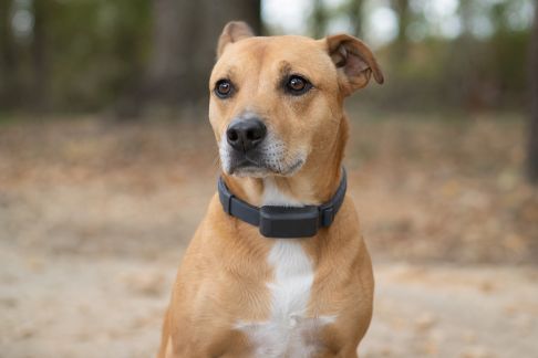 Colliers GPS pour animaux : précision, autonomie et facilité d’utilisation au banc d’essai
