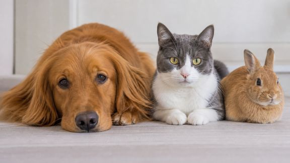 Réagir face à une intoxication accidentelle : premiers gestes à adopter pour chiens, chats et NAC