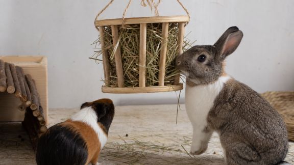 Avis sur les distributeurs de foin suspendus pour lapins et cochons d’Inde : praticité et propreté