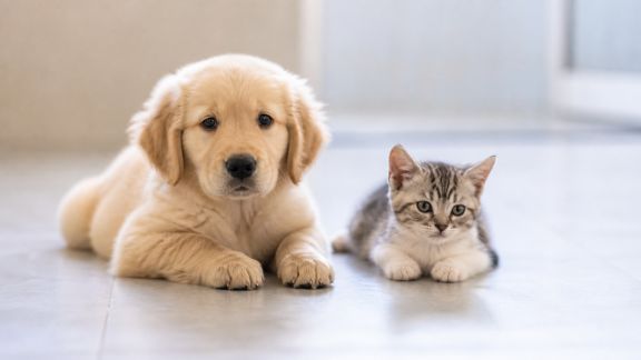 La propreté chez le chiot et le chaton : étapes clés et difficultés fréquentes