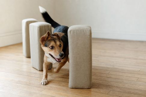 Comment stimuler l’agilité de votre chien avec des exercices simples à la maison