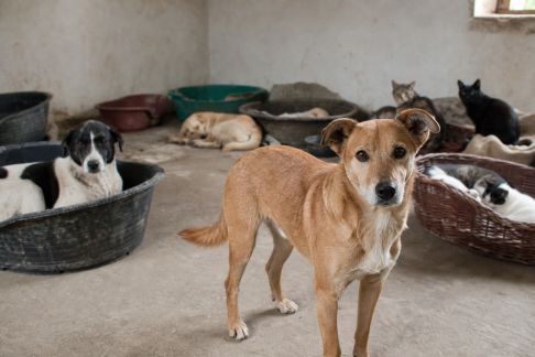 Refuges ruraux : difficultés face à l’afflux d’animaux cet automne
