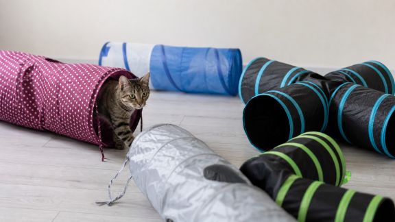 Comparatif des tunnels de jeu pour chats : quels modèles offrent le meilleur divertissement ?