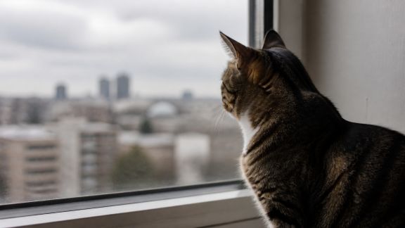 L’impact du milieu urbain sur la santé et le comportement des animaux domestiques