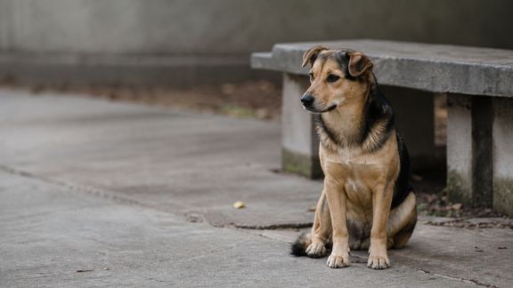 Sensibilisation à l’abandon des animaux de compagnie : causes, conséquences et solutions