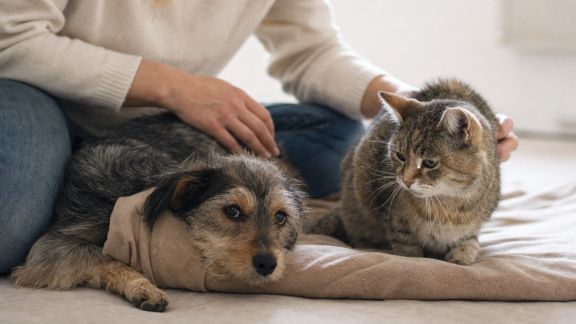 Réseaux d’accueil temporaire : la solidarité s’organise pour les animaux en détresse