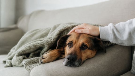 Astuces pour calmer un animal anxieux lors d’un orage ou feu d’artifice