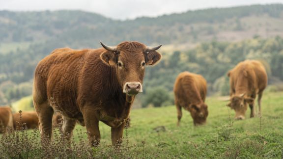 Le retour des races locales : pourquoi les animaux français séduisent à nouveau