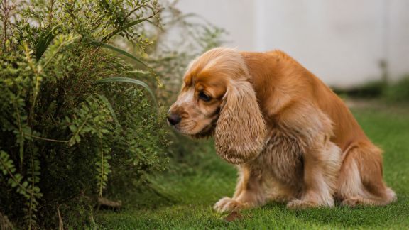 Protéger ses animaux domestiques des dangers du jardin
