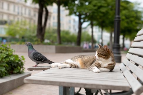Animaux et urbanisme : les nouveaux projets d’espaces partagés en ville
