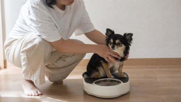 Apprendre à peser régulièrement son animal domestique sans difficulté