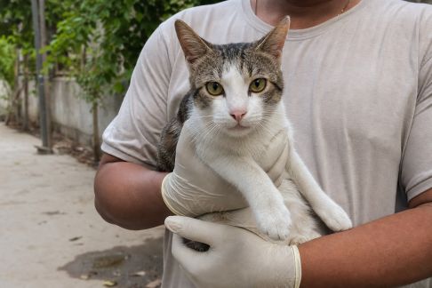 Initiatives locales pour la stérilisation des chats errants en zones périurbaines