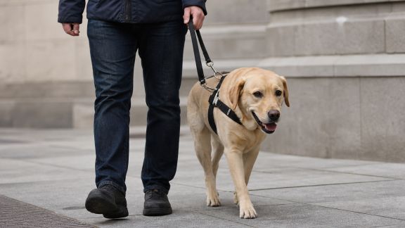Focus sur les chiens d’assistance : reconnaissance et nouveaux droits en 2026