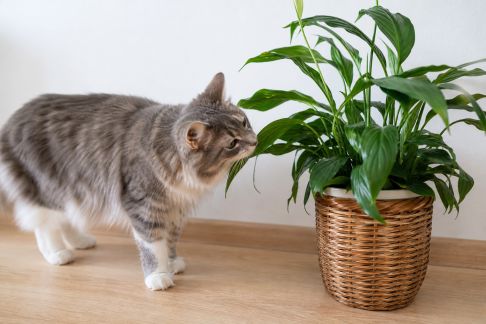 Reconnaître et éviter les plantes toxiques pour animaux domestiques