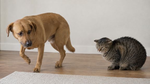 Apprendre à reconnaître les signes de stress chez son animal au quotidien