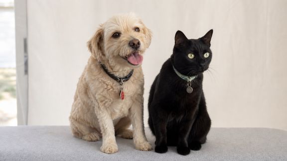 Photobooths pour animaux : nouvel incontournable des événements pet friendly