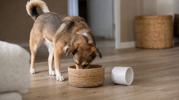 Initier son chien aux jeux olfactifs pour l’occuper à la maison
