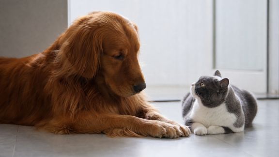 Faciliter la cohabitation entre chats et chiens : solutions éprouvées