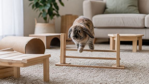 Créer un parcours d’agilité maison pour son lapin