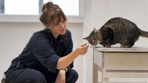 Discussion avec un éducateur spécialisé en rééducation des chats difficiles