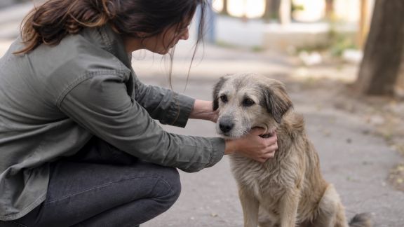 Réagir face à un animal perdu : étapes et démarches utiles