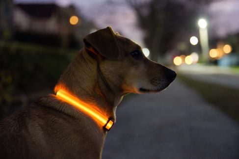 Test d’un collier lumineux LED pour promenades nocturnes avec chien : visibilité et autonomie
