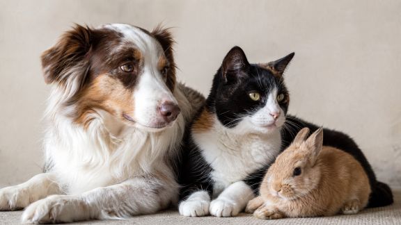 Créer une routine de soins dentaires pour chiens, chats et NAC