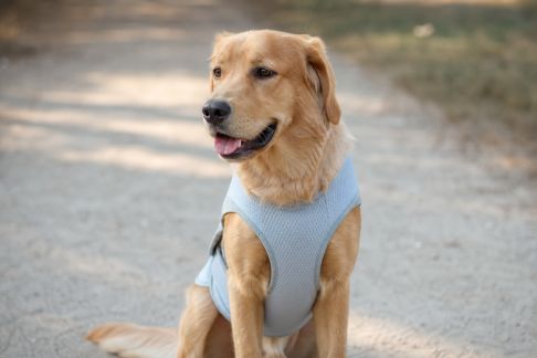 Essai de la veste rafraîchissante pour chiens : efficacité et adaptation aux promenades estivales