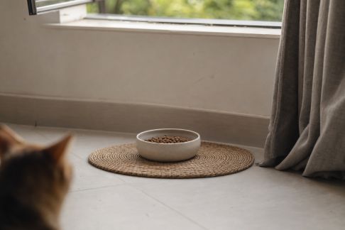 Comment créer un espace repas apaisant pour des animaux sensibles au bruit