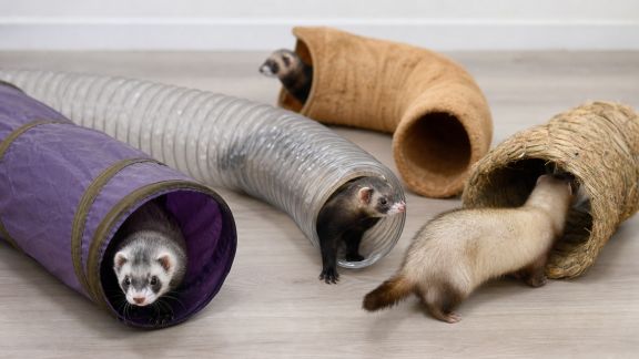 Comparatif de tunnels de jeu pour furets : solidité et attrait pour les animaux