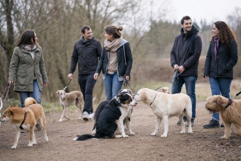 L’importance des promenades collectives pour socialiser chiens et maîtres