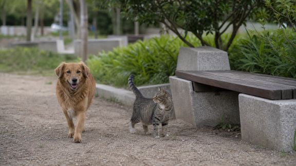 Espaces verts urbains et design animalier : comment la ville repense la place de nos compagnons