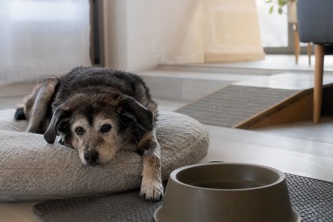 Adapter sa maison à la vieillesse de son animal : astuces pratiques