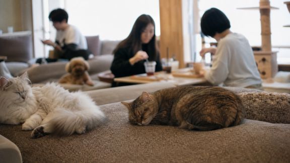 À la découverte des cafés animaliers et de leurs membres