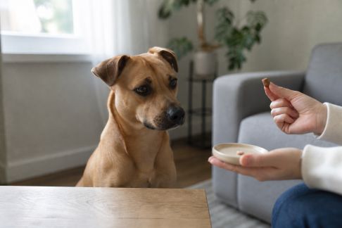 Trucs et astuces pour motiver votre animal à prendre ses compléments alimentaires