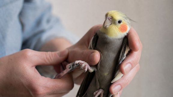 Entretenir les griffes d’un oiseau domestique en toute sécurité