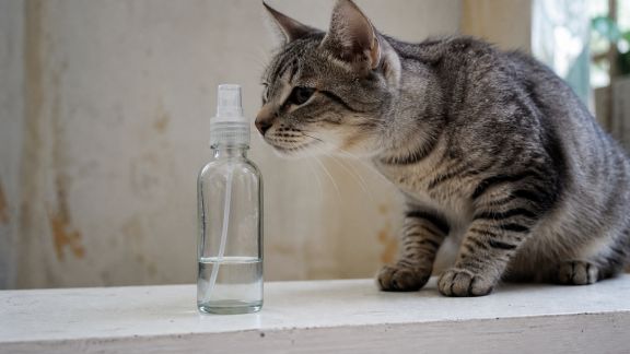 Découverte des sprays répulsifs naturels contre les griffades de chats : efficacité constatée