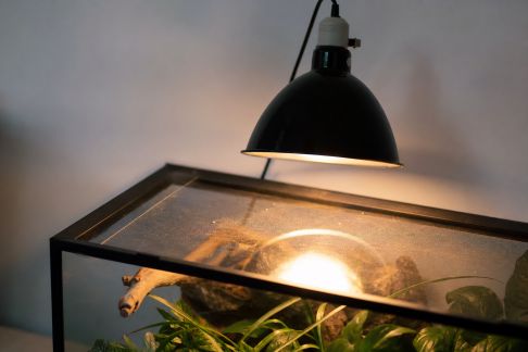 Essai de la lampe chauffante pour terrarium à reptiles : efficacité et sécurité au quotidien