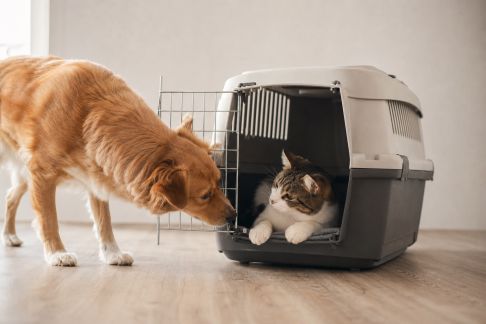 Initier son chien ou son chat au transport en caisse sans stress