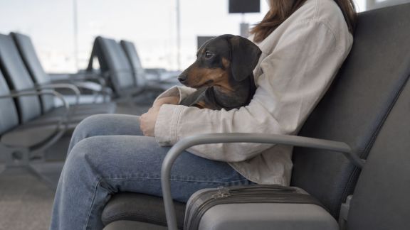 Voyager à l’international avec son animal : démarches administratives, santé et confort en déplacement