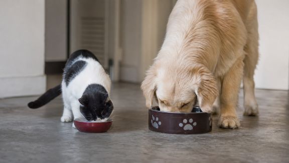 Éviter les disputes entre animaux lors du repas : conseils pratiques
