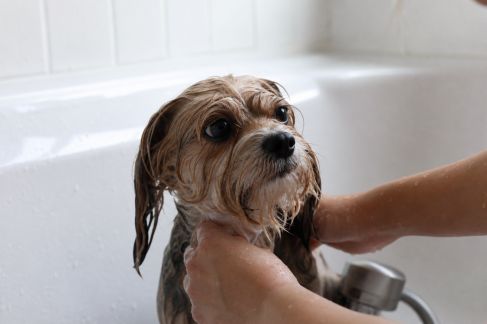 Rendre l’heure du bain agréable pour son chien ou son petit animal