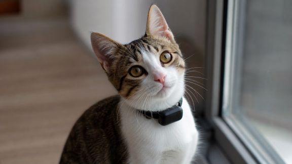 Notre retour sur le GPS pour chats de petite taille : localisations fiables ?