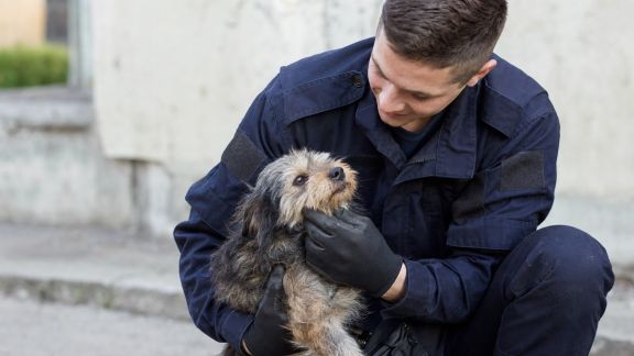 Rencontre avec un agent animalier municipal : missions et défis au quotidien