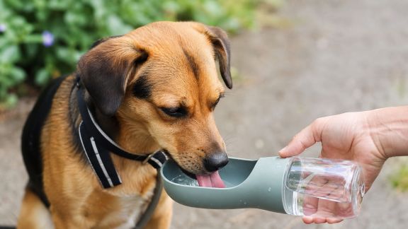 Distributeurs d’eau portables pour chiens : quelles solutions pour les promenades et voyages ?