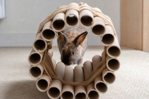 Fabriquer un tunnel d’activités pour lapins et petits mammifères