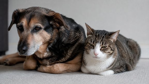 Comprendre les troubles digestifs chez le chien et le chat : symptômes, diagnostics et traitements