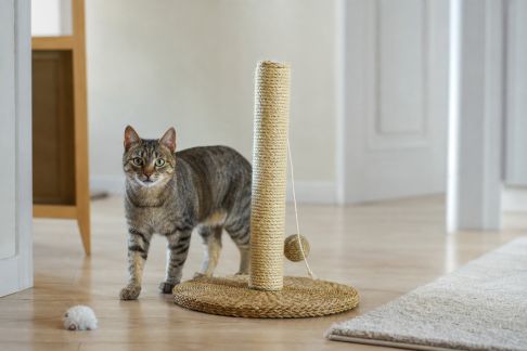 Hampes à griffer pour chats : quelles alternatives aux arbres à chat ?