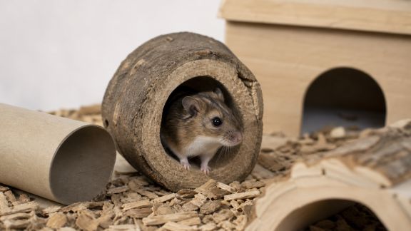 Cachettes et tunnels pour rongeurs : quels modèles favorisent l’activité et la sécurité ?