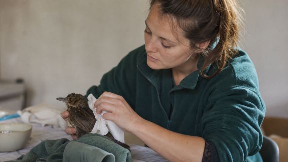 Parole de bénévole en faune sauvage : les défis du soin aux animaux blessés